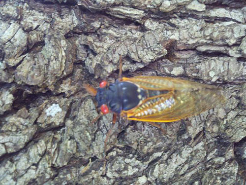 A 13-year cicada lites on a tree in a Butts Co. home in 2011.