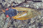 Unlike their annual cicada cousins, 13-year cicadas have bright red eyes and orange veined wings.