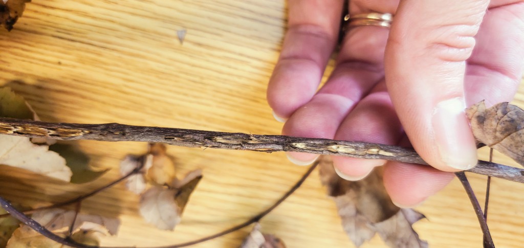 Egg-laying damage to a red maple shoot