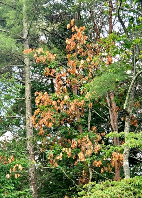 Flagging, which appears here as dead tree leaves, is not serious damage.