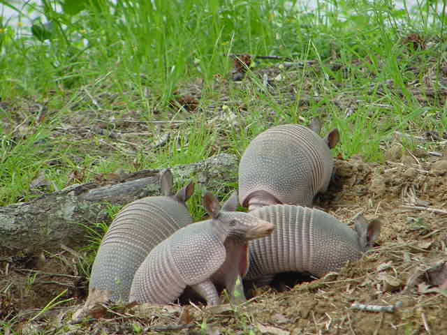 Armadillos can burrow through lawns quickly