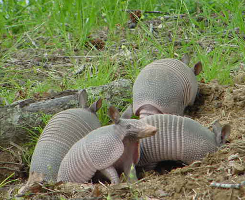 A family of armadillos huddles near the entrance of a burrow.