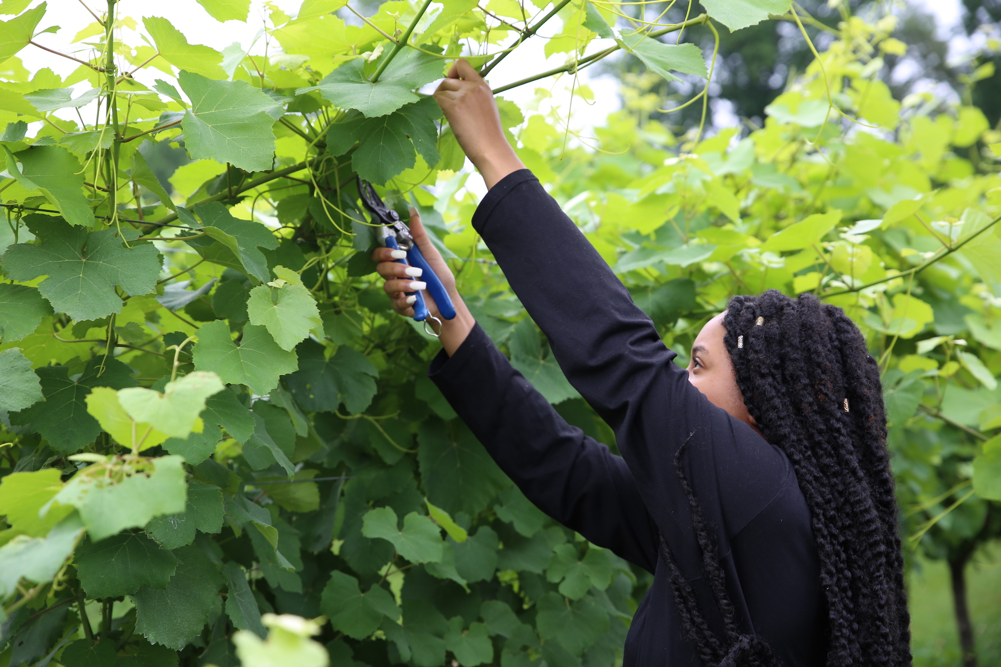 Diamond Clark cuts a vine from a row at Stonewall Creek Vineyards in Tiger, Georgia.