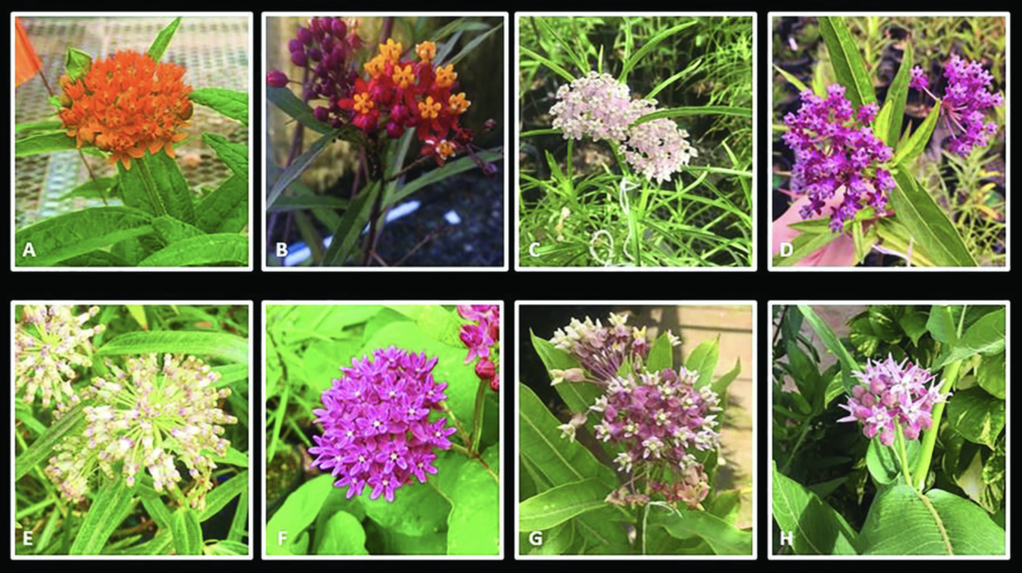 Species used to develop interspecific hybrid populations: (A) Asclepias tuberosa (maternal parent), (B) A. curassavica, (C) A. fascicularis, (D) A. incarnata, (E) A. hirtella, (F) A. purpurascens, (G) A. syriaca, and (H) A. speciosa.