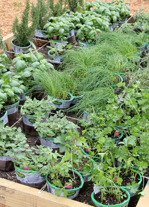 Parsley, rosemary, thyme, chives and oregano plants wait to be installed in a square foot garden plot.