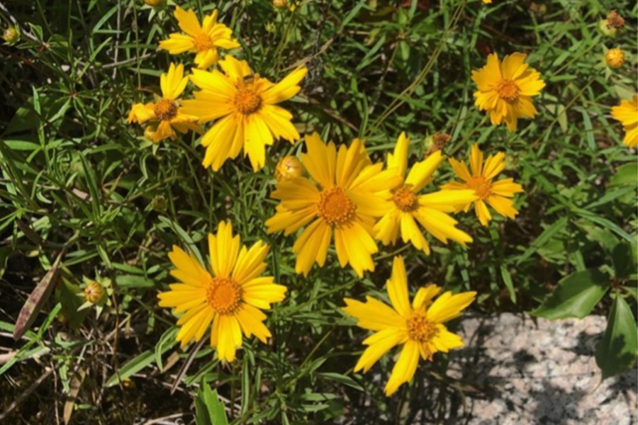 Coreopsis, a bright yellow flower native to the U.S., blooms in a patch