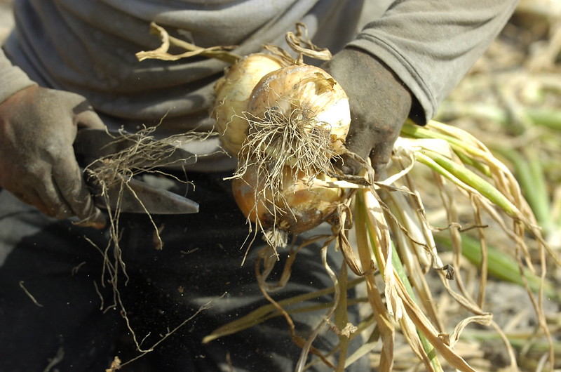 A worker at Bland Farms harvests Vidalia Onions near Reidsville, Georgia.