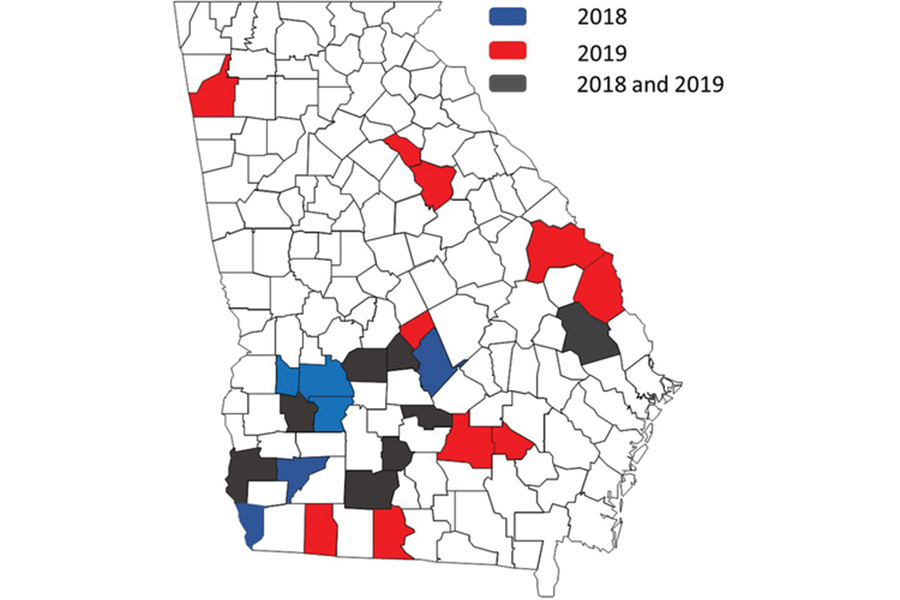 The UGA cotton research team identified 24 Georgia counties where the presence of cotton leafroll dwarf virus (CLRDV) has been confirmed from commercial fields and UGA research farms during 2018-19.