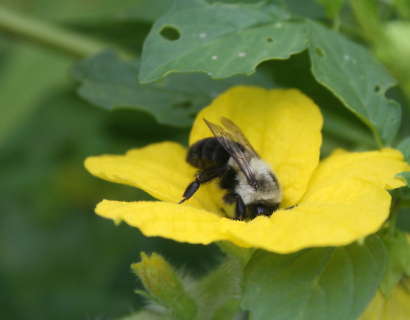 A bee collects pollen from a tomatillo flower in a garden in Butts Co., Ga.