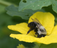 Use care when spraying for insects around flowering plants. Bees are collecting pollen and can be collateral damage.