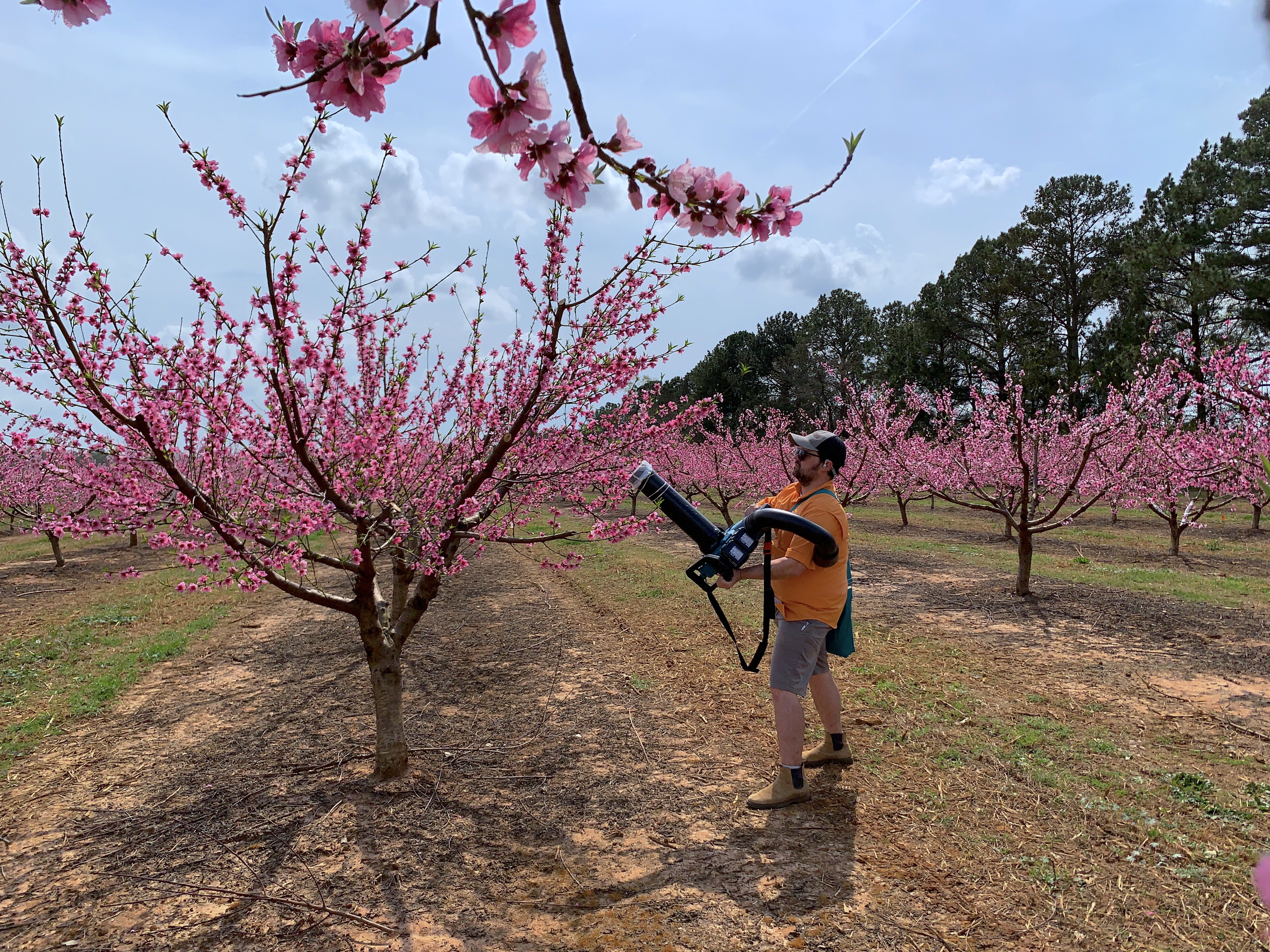 UGA entomologist Brett Blaauw takes a sample from the branch of a peach tree.