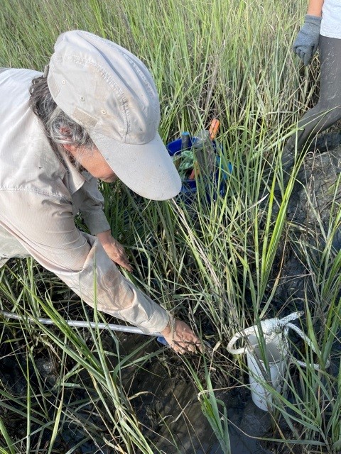 Lori Sutter taking a sample from a marsh.