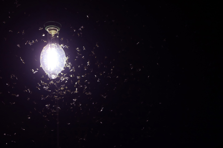 Bugs swarming around a light bulb at night. 
