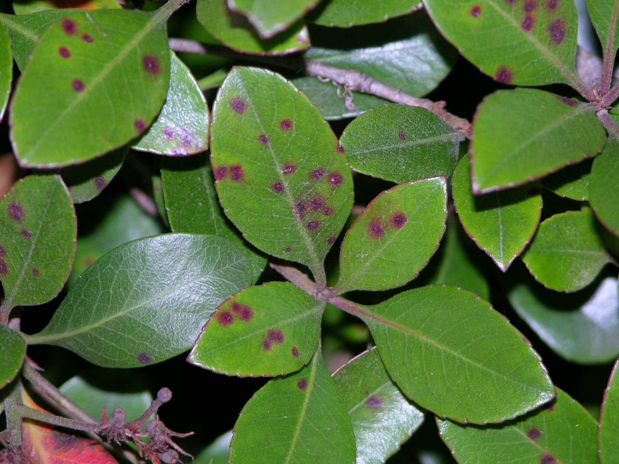 Small reddish leaf spots initially, and as spots age, center is grayish with a purple border.