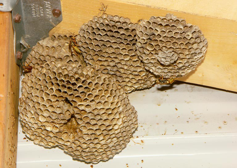 Paper wasps gather fibers from dead wood and plant stems, which they mix with saliva and use to construct nests resembling gray or brown papery material.
