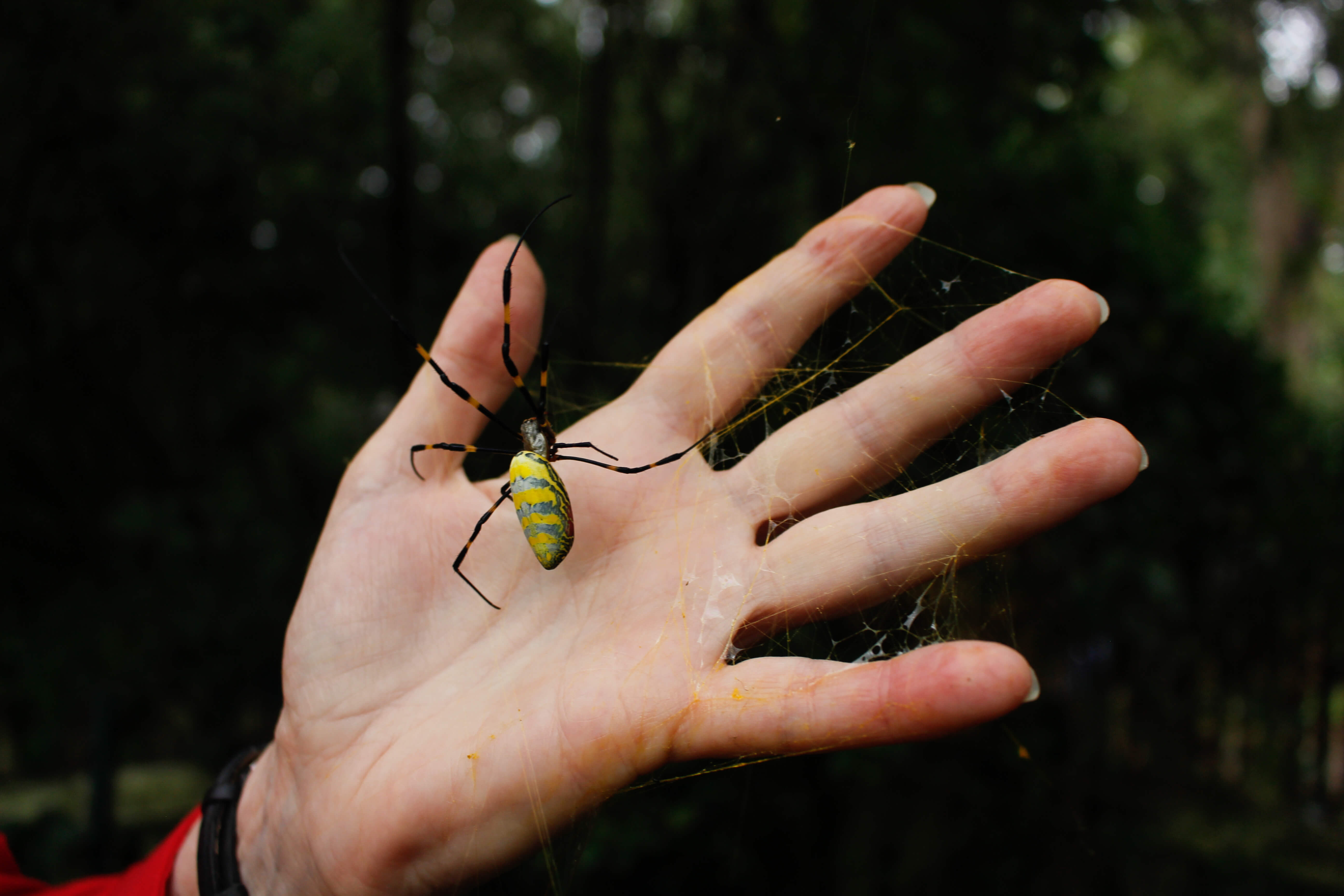 A large, yellow and black spider spins golden webbing in the palm of a hand. 