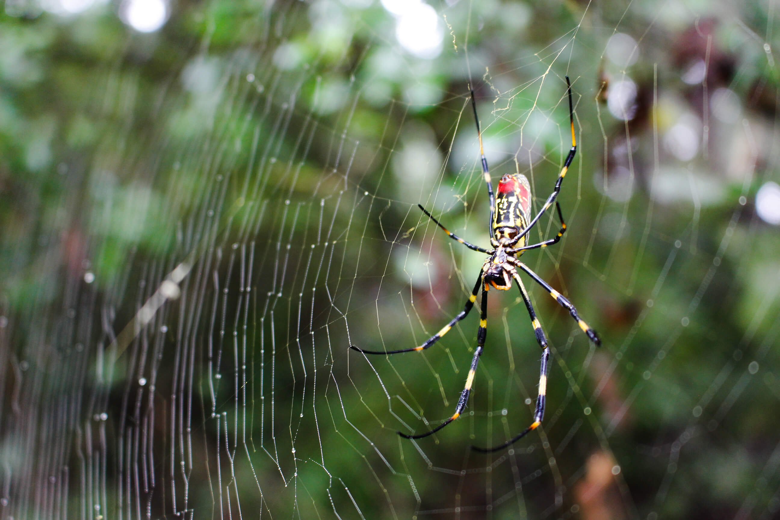 A female Joro spider in a web in Winterville, Georgia. 