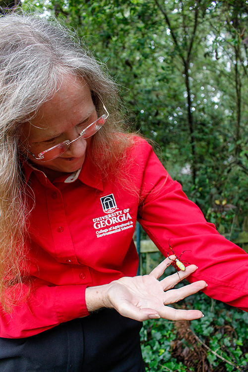 Nancy Hinkle interacts with adult female Joro spiders, which she says provide "free pest control." 