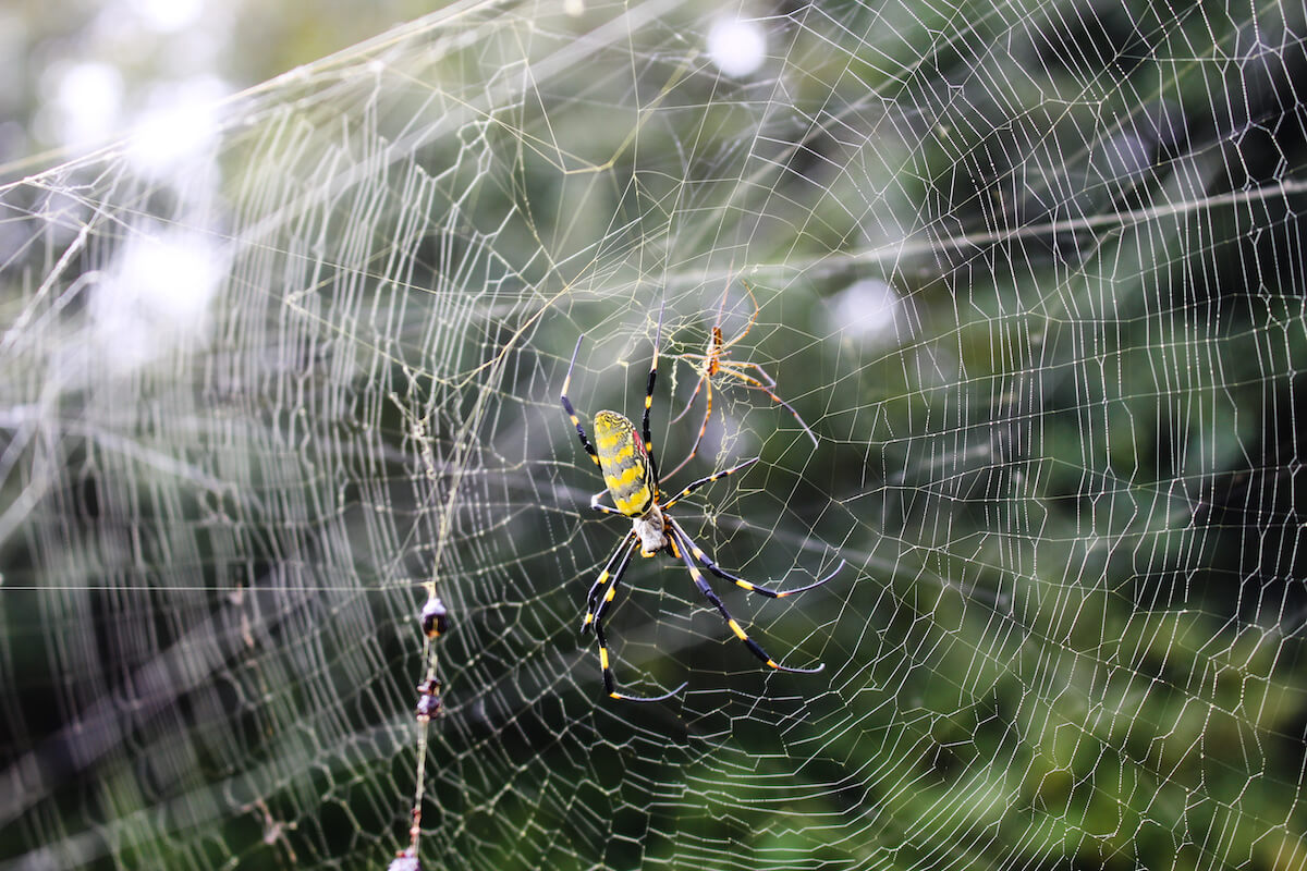 Large adult female Joro spider next to a much smaller brown male spider in a web. If numbers become bothersome, entomologist Rick Hoebeke recommends selectively reducing female spiders in your yard if they are overabundant.