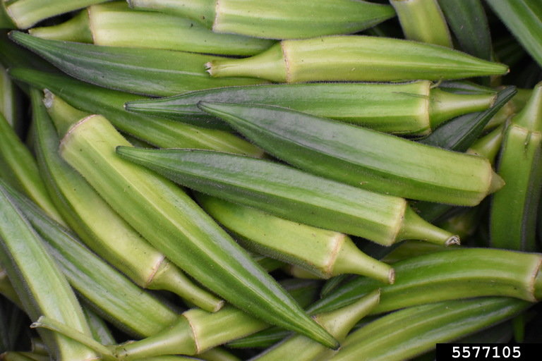 Okra is a Southern staple in the home garden and at the dinner table and can be grown throughout the state of Georgia. It is considered a warm season vegetable and is a member of the Mallow family, which includes plants such as cotton and hibiscus. This vegetable is both easy and fun to grow and can be used in many different culinary dishes and for dried flower arrangements. Photo by Rebecca A. Melanson, Bugwood.org