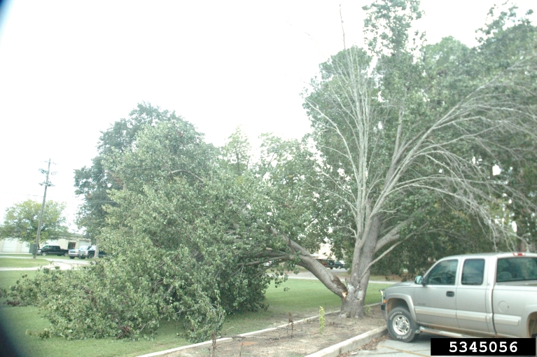 On average, Bradford pear trees live around 10 to 15 years, 20 with luck, and will literally begin to self-destruct with any storm winds that blow through. 