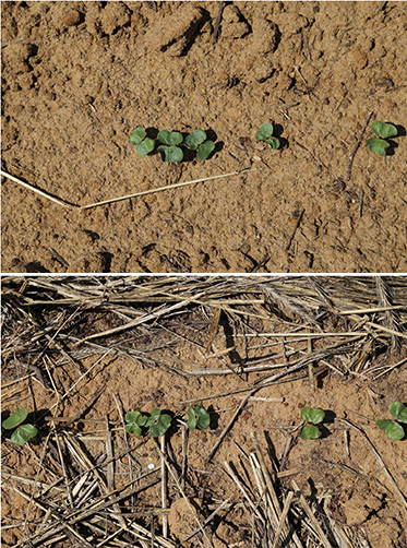 Cotton seedlings planted without (top) and with (bottom) rye cover crop.