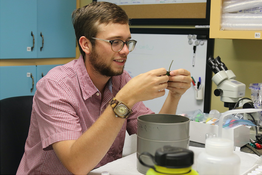 Graduate student Carson Bowers sorts arthropods collected during the study. 