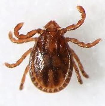 The Asian longhorned tick has been confirmed in north Georgia, marking the first Georgia case of the invasive tick which has been found in 16 other U.S. states since 2017.