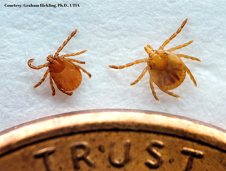 The tiny Asian longhorned tick (left) compared to the common Lonestar tick.