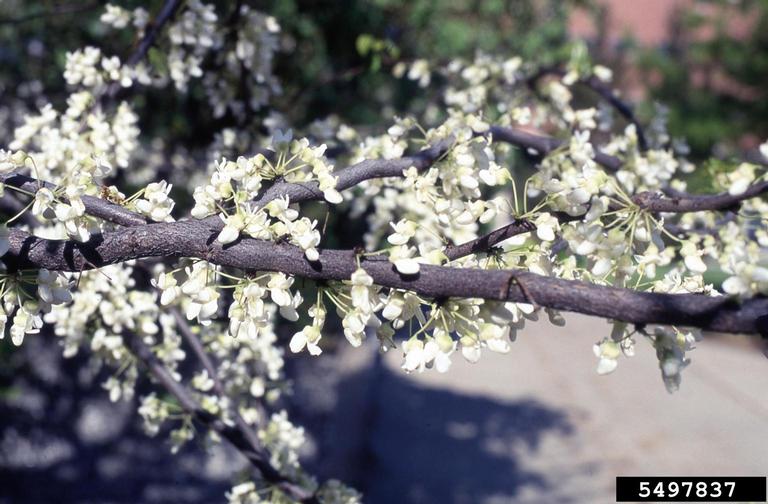 Eastern redbud (Cercis canadensis) cultivar shows clusters of white flowers on a woody branch