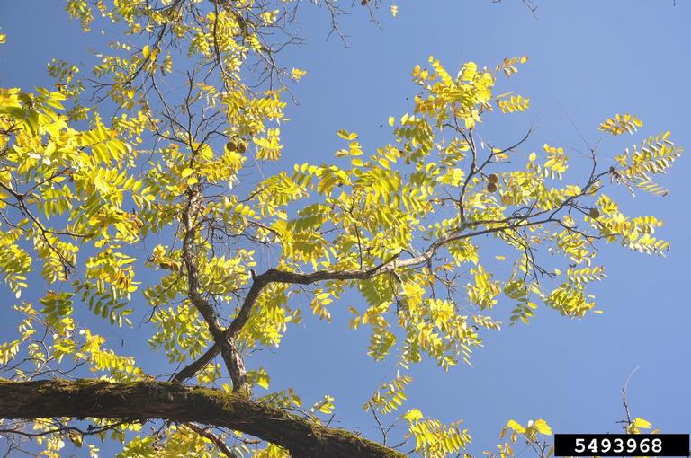 Looking up at the leaves and branches of a black walnut tree against blue sky