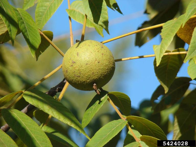 Close-up of black walnut fruit and surrounding leaves