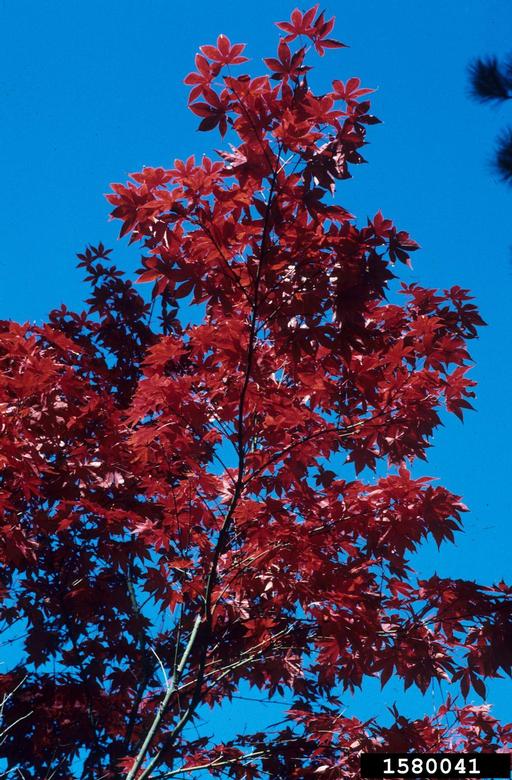 Close-up of a Japanese maple (Acer palmatum) Thunb., with dark red leaves on blue sky