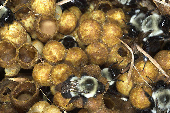 Bumblebee workers in nest tending to honey and pollen storage pots.