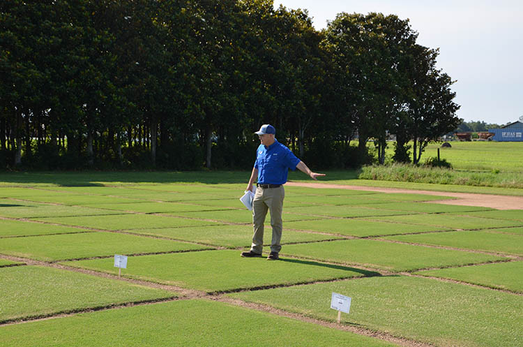 Kevin Kenworthy, professor of turfgrass breeding and genetics at UF/IFAS, was Schwartz’s doctoral advisor and has worked with his former student since 2010 on a series of grants to develop drought-tolerant grasses.