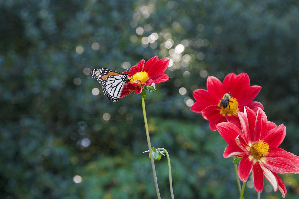 A butterfly and a bee visit bright flowers grown at 3 Porch Farm in Comer, Georgia.