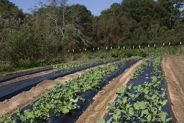 Bioplastic on flower plant rows