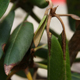 Rhododendron plant showing leaf spots and tip dieback.