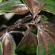 A viburnum plant showing leaf dieback from petioles.