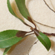Pieris plant showing leaf dieback from petiole.