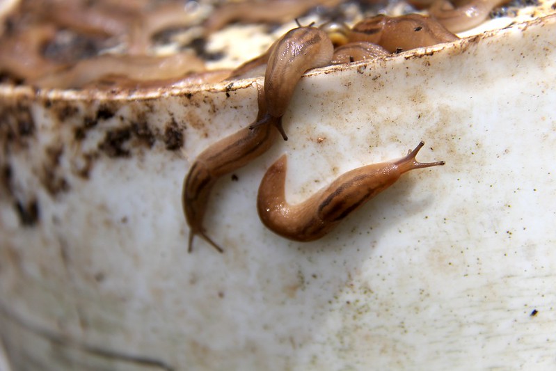 Slugs gather on a dirty, white, plastic surface