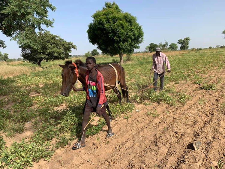 While traveling through Senegal on a recent trip, Kemerait asked drivers to stop so the UGA team could speak to local peanut farmers during their harvest.
