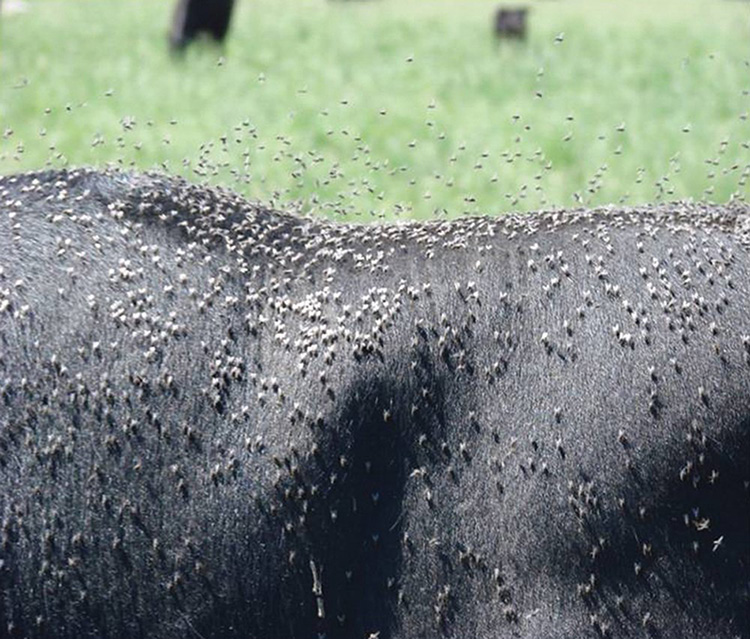 Horn flies swarm a beef cow. These small, black flies remain on the cattle almost continuously and use their piercing bite to draw blood, causing pain and discomfort. 