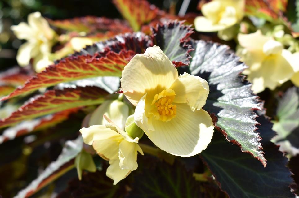 Begonia DAYSTAR™ 'Primrose' 