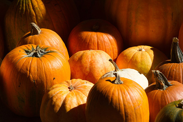 A pile of orange pumpkins.