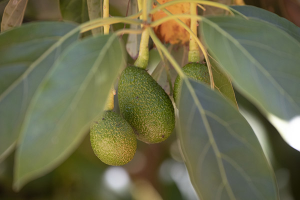 Avocados growing on a tree.