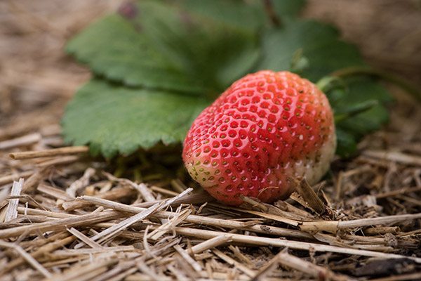 A strawberry growing on the plant.