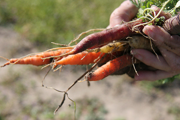 A bundle of carrots.