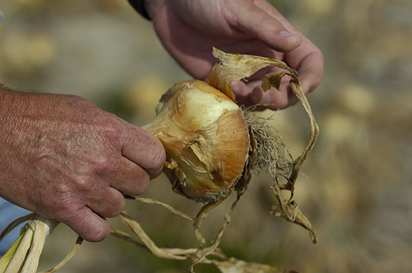 An onion harvested from the field.
