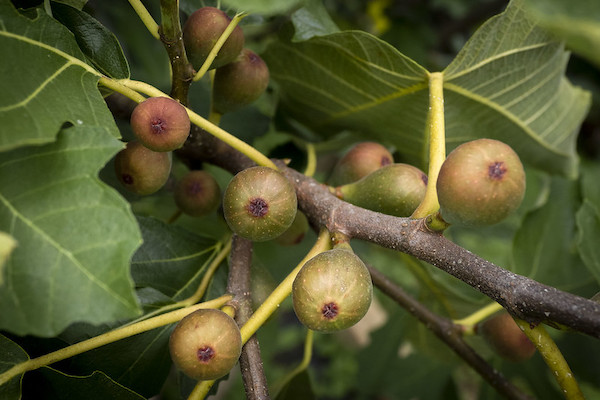 Figs growing on a tree.